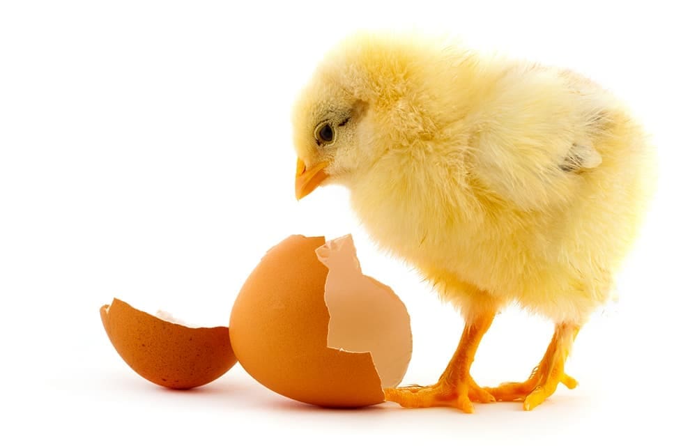 Coming Out of Our Shells